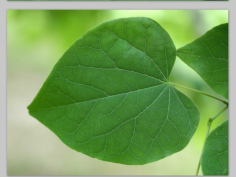 高清超大树叶局部特写ppt图片