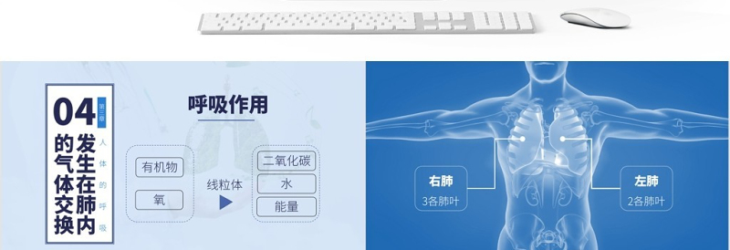 人教版七年级生物发生在肺内的气体交换