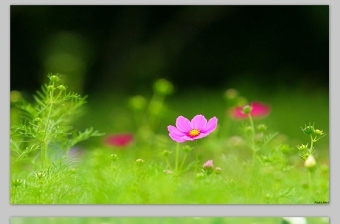 小花朵 清新唯美ppt高清背景