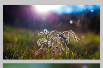 清新的花草 阳光 淡雅背景图组