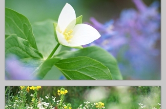 清新的花草 阳光 淡雅背景图组