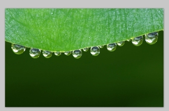 雨露 水滴 绿叶高清写真大图绿色清新ppt图片