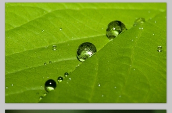 雨露 水滴 绿叶高清写真大图绿色清新ppt图片